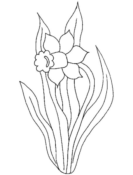 Подснежник узколистный раскраска