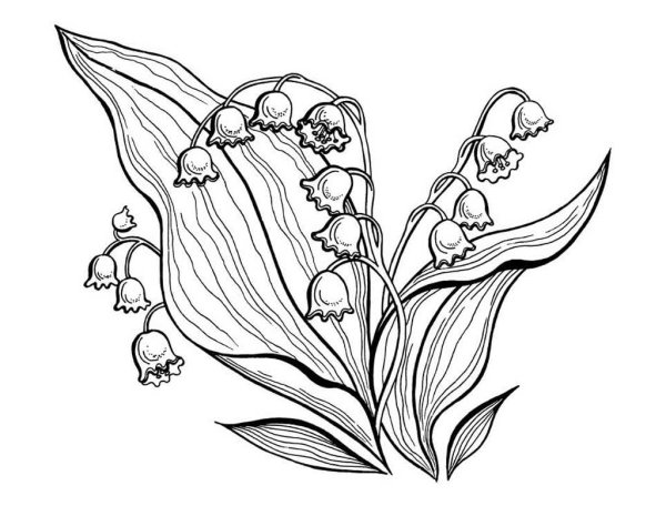 Примула первоцвет раскрасить