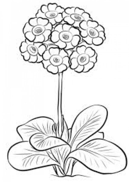 Первоцветы раскраска