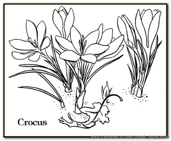 Весенние цветы для раскрашивания детям