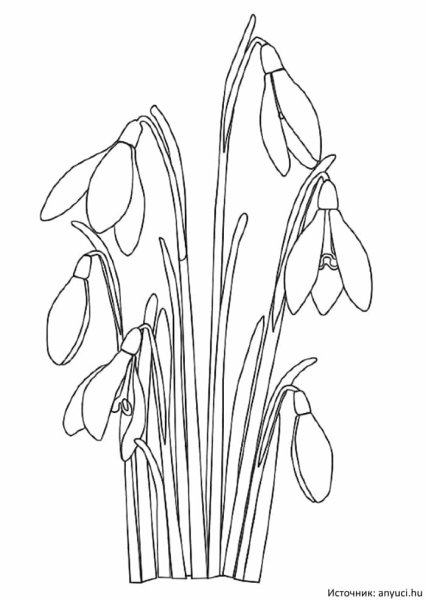 Примула раскраска