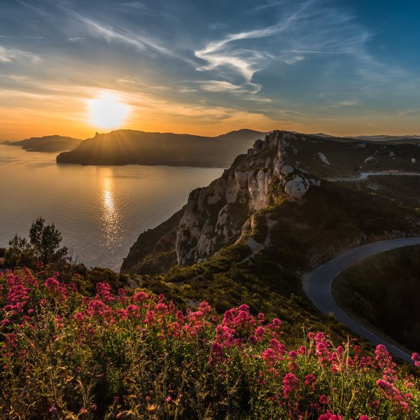 Море берег желтые цветы