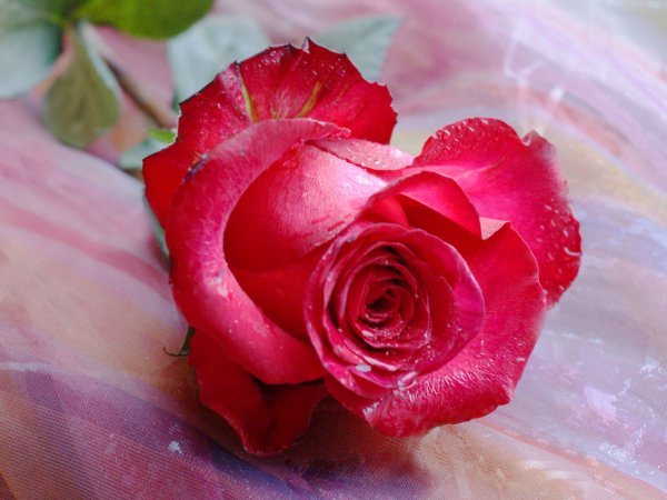 Розы для Наденьки