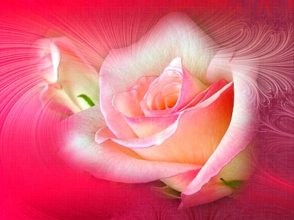 Цветы для Зинаиды