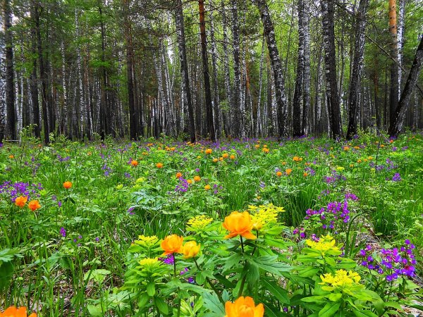 Цветы голубые Лесные полевые