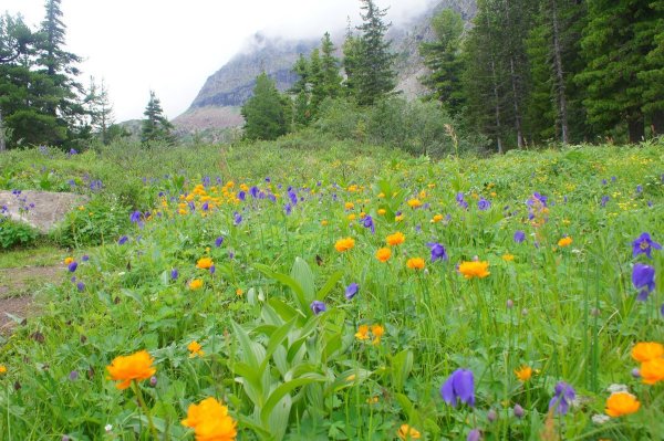 Цветы жарки Сибирские Лесные