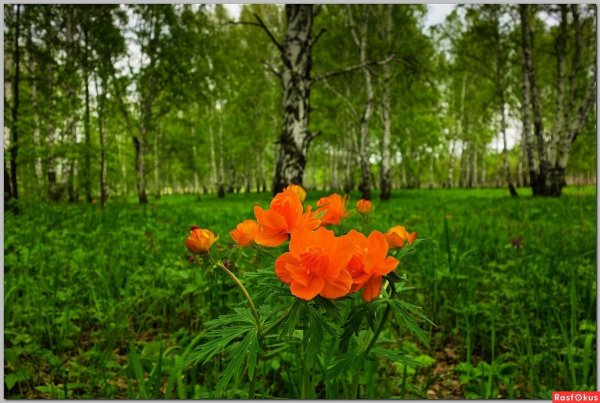 Кандыки подснежники Полянки