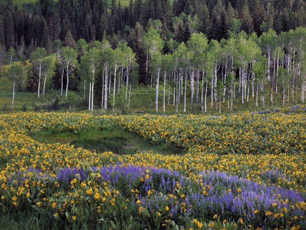 Жарки горы лес в Хакасии