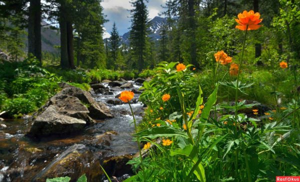 Прострел желтеющий (Сибирский Подснежник)