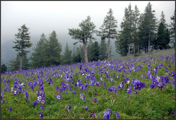 Прострел (Подснежник, сон-трава, Pulsatilla)