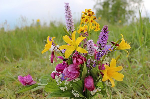Цветы огоньки Забайкалья