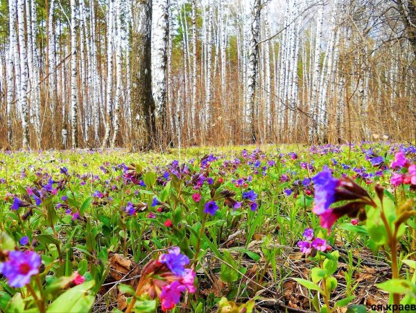 Сибирские Луга огоньков
