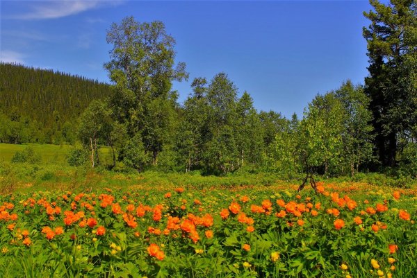 Цветы жарки Сибирские Лесные
