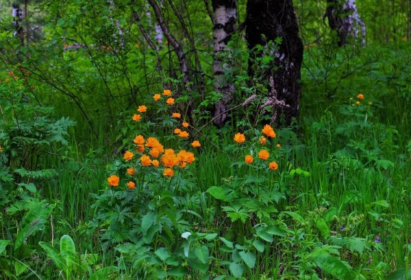 Цветы Медуница огоньки Сибирь Поляна
