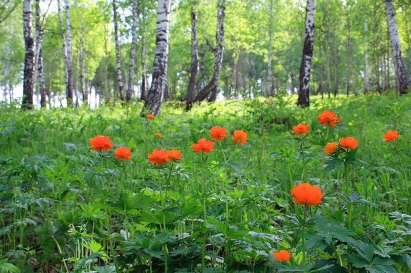 Жарки,огоньки цветы Забайкалья