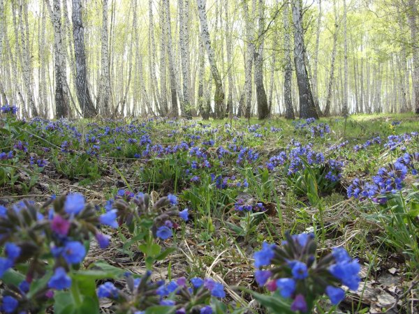 Купальница Сибирская