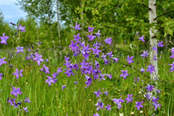 Лекарственные растения Сибири в г Минаева