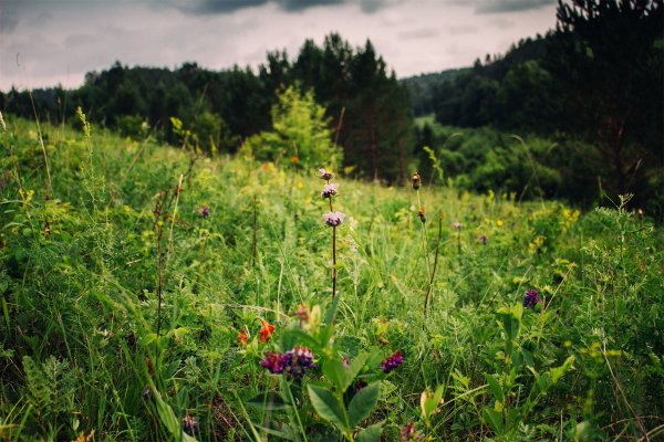 Мать-и-мачеха и Медуница