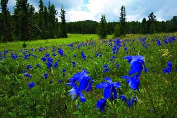 Кузнецкий Алатау растения