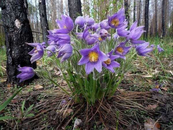 Поляна ПРОСТРЕЛОВ