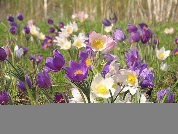 Прострел Тункинская Долина