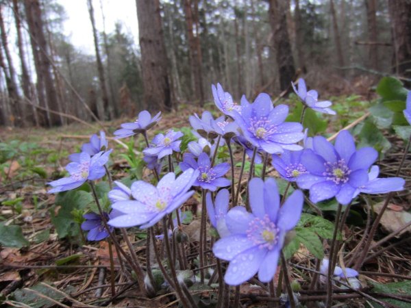 Медуница Лесная