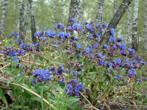 Ветреница в Приморье