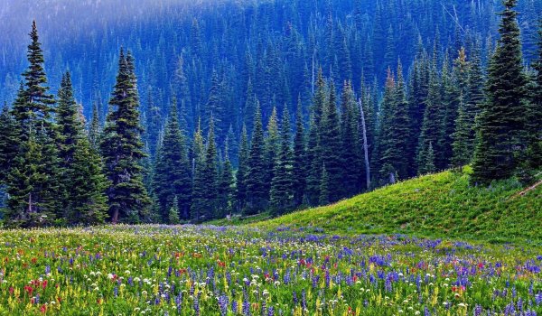 Лесные ручьи Карелии