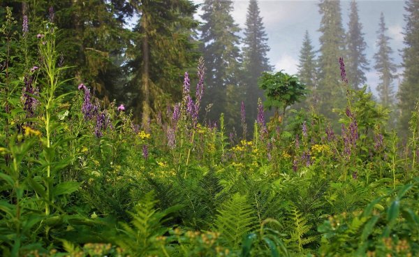 Подснежники Марий Эл