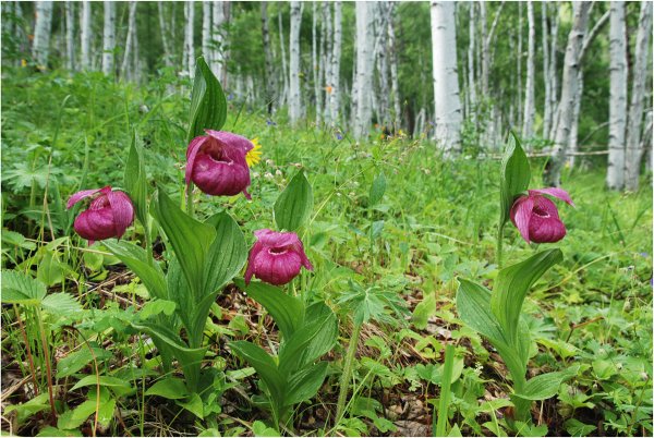 Сибирские цветы огоньки жарки
