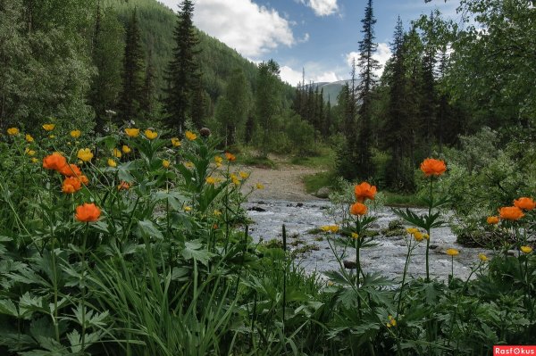 Уральские первоцветы примула