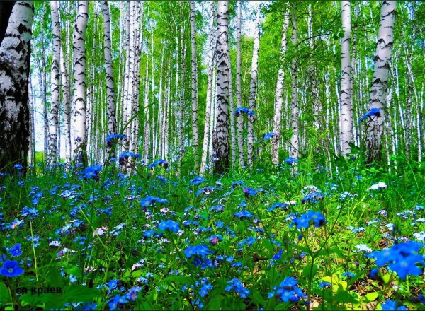 Ветреница анемона Лесная