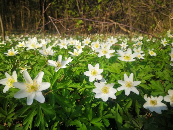 Купальница Алтайская Алтайский заповедник