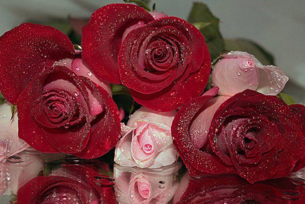 Самые красивые розы открытки с днем рождения