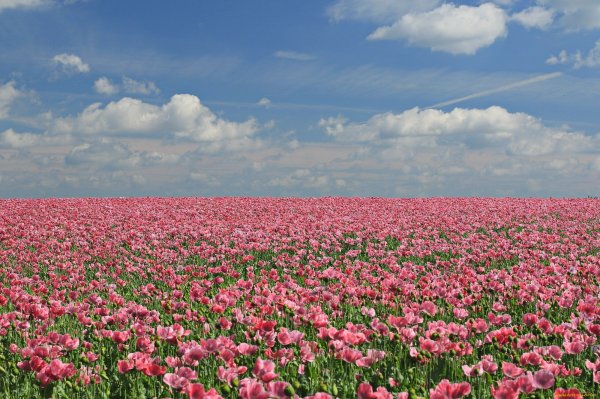 Поле с цветами