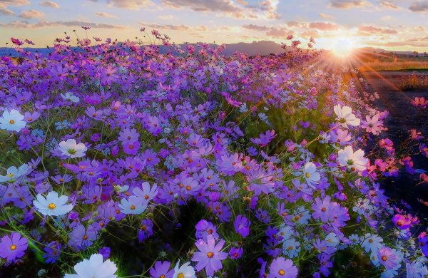 Космея поле Южная Корея