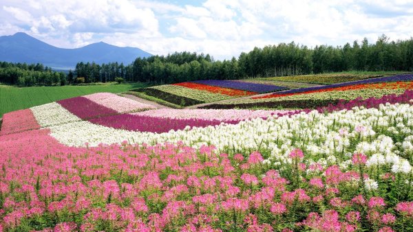 Поля Хоккайдо Япония