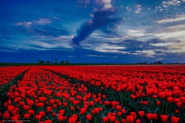 Поле красных роз