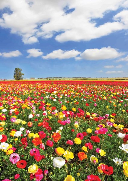 Плантации кустовой розы Голландия