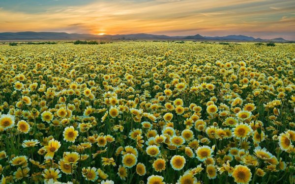 Плантации роз в Голландии