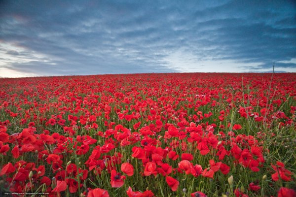 Плантации роз в Голландии