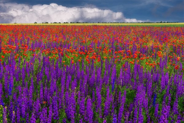 Цветы Южной Кореи поле космеи