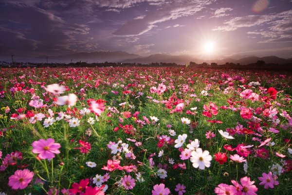 Открытка море цветов