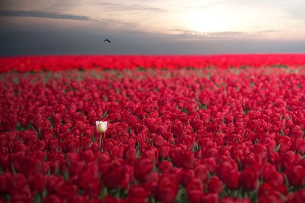 Ромашковая Поляна Хаджох