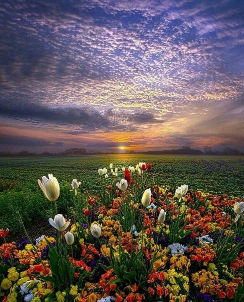 Цветочное поле