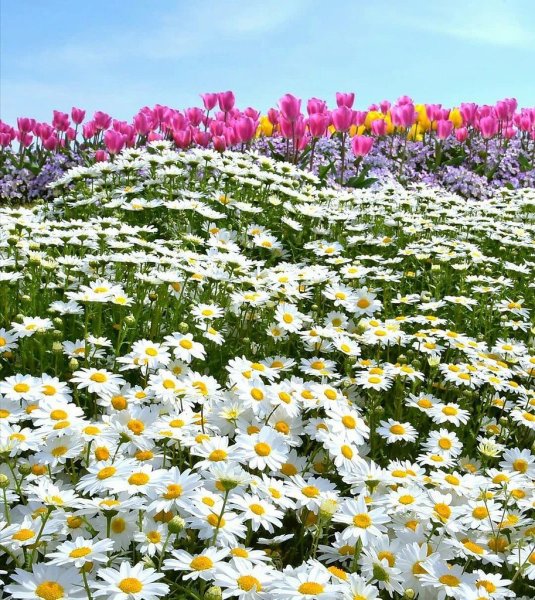 Поле с цветами