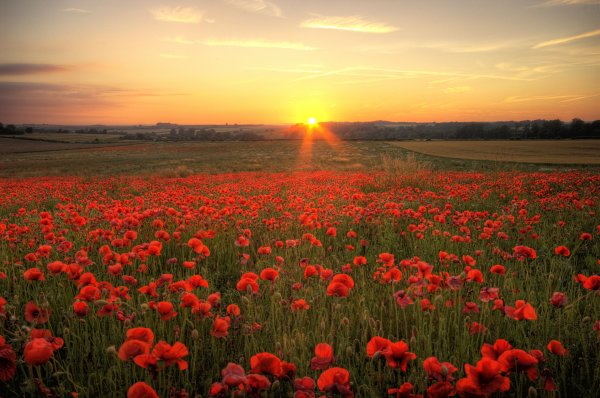 Море цветов