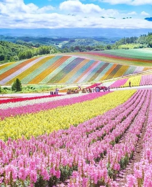 Поле ромашек