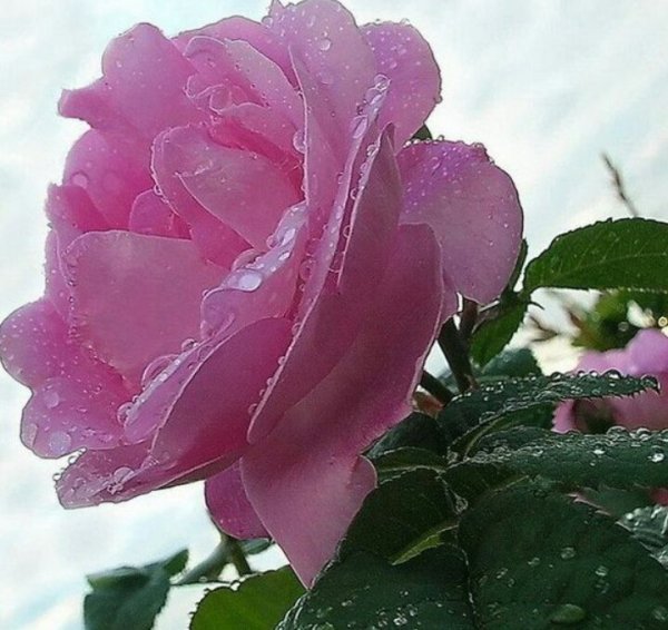 Розы для Раисы