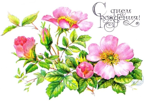 Розовые розы